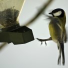 The Landing